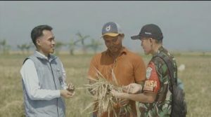 Rekor Baru! Stok Beras Nasional Melimpah, Harga Gabah Petani Aman?