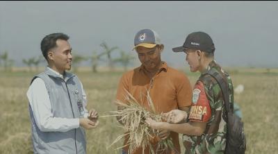Rekor Baru! Stok Beras Nasional Melimpah, Harga Gabah Petani Aman?
