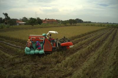 Rahasia Indramayu Raih 30.000 Hektare Lahan Tanam! Teknologi Canggih Jadi Kunci!