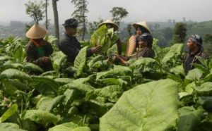 Kaget! Nilai Tukar Petani Perkebunan Melonjak Tajam, Jadi Penopang Ekonomi RI!