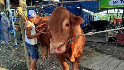 Harga Kurban Sudah Diobral, Kok Sepi? Pedagang Malang Gigit Jari!