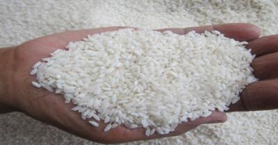 Harga Beras Akhirnya Turun! Mentan Ungkap Kejutan di 15 Provinsi, Apa yang Terjadi?