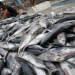 Makan Ikan Jadi Tren Nasional? KKP Siapkan Kejutan untuk Rakyat Indonesia!