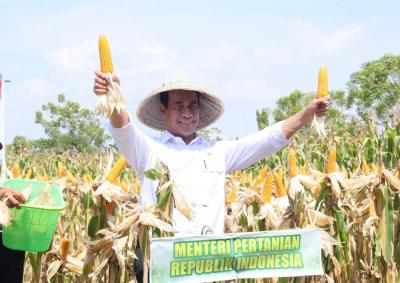 Petani Jagung Ketiban Durian Runtuh! Panen Raya Hasilkan Rp15 Triliun, Kok Bisa?