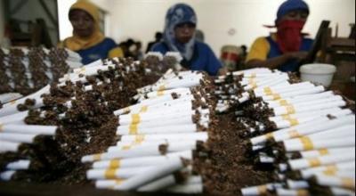 Industri Rokok di Ujung Tanduk? Kenaikan Cukai Ancam PHK Massal!