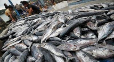 Konsumsi Ikan Nasional Terancam? DPR RI Beri Peringatan Keras!