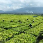 Geger! Kebun Teh Legendaris di Sumatera Utara Jadi Sawit? Fakta Mengejutkan Terungkap!