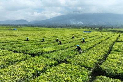 Geger! Kebun Teh Legendaris di Sumatera Utara Jadi Sawit? Fakta Mengejutkan Terungkap!
