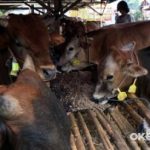 Desa Kaya Raya? Rahasia Limbah Jadi Sumber Cuan Terbongkar!