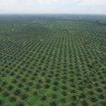 Petani Sawit RI Siap Gebrak Pasar Global! Rahasia Tingkatkan Panen Terbongkar?