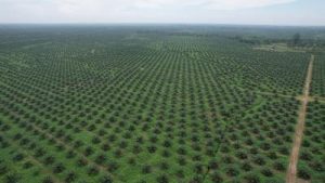 Petani Sawit RI Siap Gebrak Pasar Global! Rahasia Tingkatkan Panen Terbongkar?