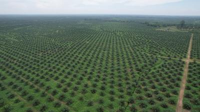 Petani Sawit RI Siap Gebrak Pasar Global! Rahasia Tingkatkan Panen Terbongkar?