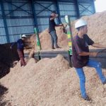 Era Batu Bara Berakhir? PLN Jamin Pasokan Biomassa PLTU Aman!