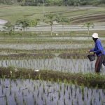 Revolusi Pertanian Dimulai! 33 Balai Besar Baru Siap Ubah Wajah Pangan Nasional, Ini Detailnya!