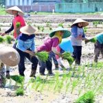 TERKUAK! Produksi Beras Nasional Diprediksi Melonjak 6,23 Juta Ton di Awal 2026: Akankah Harga Pangan Terkendali dan Inflasi Mereda?