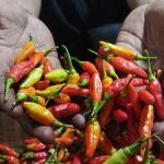 TERUNGKAP! Bukan Kelangkaan, Ini Alasan Mengejutkan Harga Cabai Rawit Merah Melambung Tembus Rp100 Ribu/Kg, Bapanas Bongkar Fakta di Balik Gejolak Pasar!