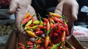 TERUNGKAP! Bukan Kelangkaan, Ini Alasan Mengejutkan Harga Cabai Rawit Merah Melambung Tembus Rp100 Ribu/Kg, Bapanas Bongkar Fakta di Balik Gejolak Pasar!