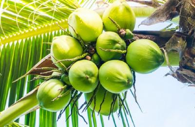 Terbongkar! Strategi Revolusioner Mentan: 3 Komoditas Ini Siap Suntik Rp15.000 Triliun ke Ekonomi Nasional, Apa Rahasianya?