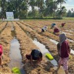 Dari Sampah Jadi Rupiah! Pertamina Ungkap Inovasi Brilian di Balik Transformasi Limbah Jerami Jadi Sumber Energi dan Produk Bernilai Tinggi, Siap-siap Perekonomian Lokal Melonjak!