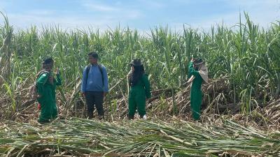 Terkuak! Produksi Gula RI Meroket Dekati Target Swasembada 2025: Akankah Harga Pasar Stabil? Data Terbaru Kementan Bikin Pelaku Ekonomi Optimis!