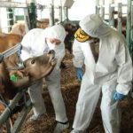 Terkuak! Kementan Siapkan 'Amunisi' 4 Juta Dosis Vaksin PMK: Akankah Harga Daging Stabil dan Peternak Selamat di 2026? Ini Dia Strategi Penyelamatan Ekonomi Nasional!