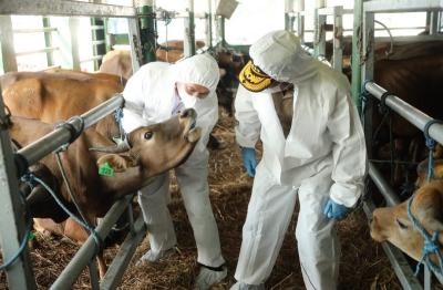 Terkuak! Kementan Siapkan 'Amunisi' 4 Juta Dosis Vaksin PMK: Akankah Harga Daging Stabil dan Peternak Selamat di 2026? Ini Dia Strategi Penyelamatan Ekonomi Nasional!