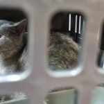 Geger! Bukan Cuma Manusia, Ribuan Hewan Peliharaan Ikut 'Mudik' Lebaran 2026 Lewat Kereta! KAI Logistik Catat Lonjakan Omzet Fantastis, Ini Data Mengejutkan di Baliknya!