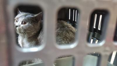 Geger! Bukan Cuma Manusia, Ribuan Hewan Peliharaan Ikut 'Mudik' Lebaran 2026 Lewat Kereta! KAI Logistik Catat Lonjakan Omzet Fantastis, Ini Data Mengejutkan di Baliknya!