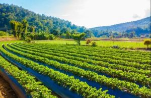 Terungkap! Kementan Gelontorkan Rp9,5 Triliun: Strategi Ambisius Hentikan Ekspor Bahan Mentah dan Sulap Kakao hingga Pala Jadi 'Emas' Nasional! Petani Siap-siap Panen Keuntungan Berlipat?