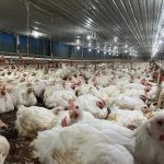 Alarm Merah Harga Ayam Hidup Berbunyi! Bapanas dan Pinsar Susun Strategi Penyelamatan Multi-Juta Rupiah, Akankah Peternak Tersenyum Kembali? Terungkap Rencana Jitu Hingga Program Makan Bergizi Gratis!