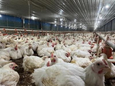 Alarm Merah Harga Ayam Hidup Berbunyi! Bapanas dan Pinsar Susun Strategi Penyelamatan Multi-Juta Rupiah, Akankah Peternak Tersenyum Kembali? Terungkap Rencana Jitu Hingga Program Makan Bergizi Gratis!