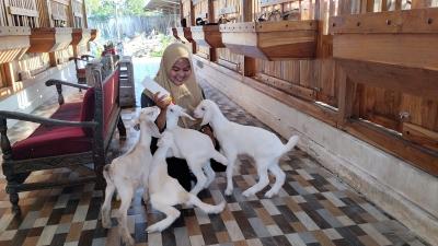 Modal 5 Domba Wanita Ini Jadi Miliarder Ternak