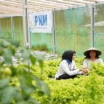 Empat Trofi Sekaligus! PNM Guncang Panggung Keberlanjutan Nasional, Terungkap Rahasia BUMN Ini Jadi Pelopor ESG dan Inklusi Keuangan!