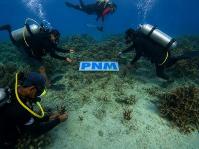 Lebih dari Sekadar Modal Usaha: PNM 'Menanam' Kekayaan Laut Demi Masa Depan Ekonomi Pesisir yang Berkelanjutan! Terkuak Strategi Jitu Mereka!