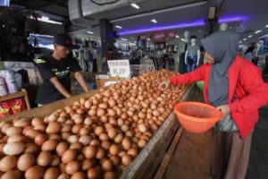 Kementan Atur Harga Telur Ayam Peternak Lega