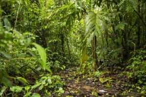 Rahasia Hutan Indonesia Bikin Dompet Tebal