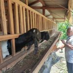 Rahasia Cuan Jutaan Rupiah dari Kambing