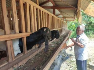 Rahasia Cuan Jutaan Rupiah dari Kambing