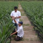 PTPN III Bikin Kejutan Penjualan Melejit