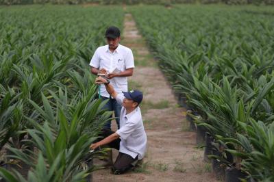 PTPN III Bikin Kejutan Penjualan Melejit