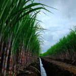 Terungkap Bahaya Kebijakan Gula Baru Investasi Goyah Petani Merana