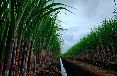 Terungkap Bahaya Kebijakan Gula Baru Investasi Goyah Petani Merana