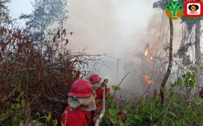 Api Hutan Menggila Siapa Dalang Sebenarnya