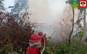 Geger Karhutla 6 Perusahaan Kena Sanksi