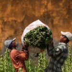Rahasia Petani Tembakau Sejahtera Terungkap