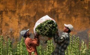 Rahasia Petani Tembakau Sejahtera Terungkap