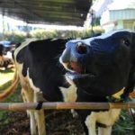 Terungkap Ambisi Besar RI Swasembada Pangan