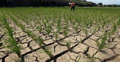 Mentan Amran Beri Harapan Baru Petani NTT Bangkit