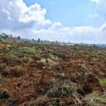 Lahan Raksasa Siap Sulap Energi Indonesia