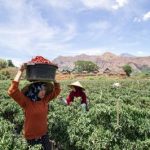 Harga Cabai Rawit Melonjak Drastis